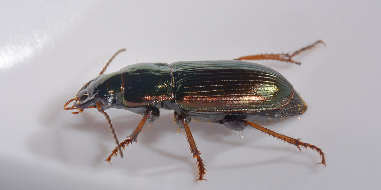 Carabidae: Harpalus distinguendus